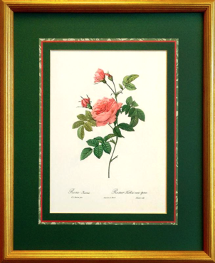 Redoute Roses